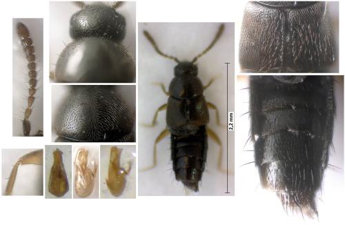 Mocyta sp.